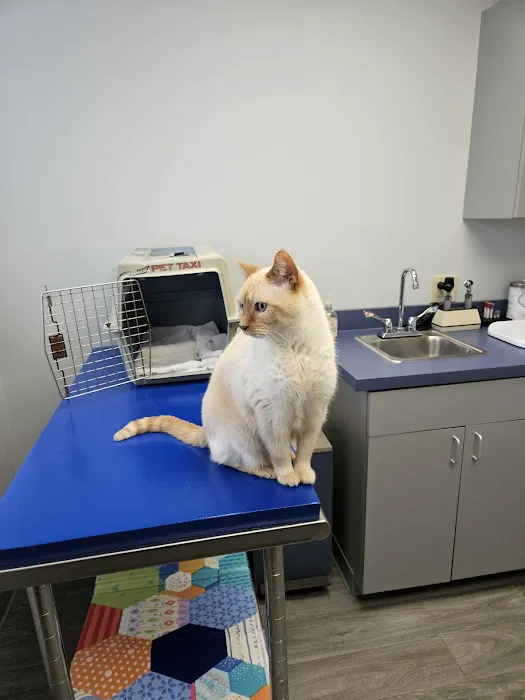 All Ears Veterinary Clinic PLLC Horseheads 1