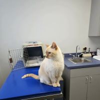 All Ears Veterinary Clinic PLLC Horseheads ico