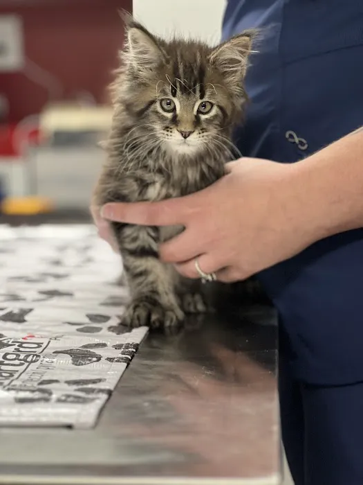 PetVet Vaccination Clinic 4