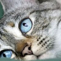 Lake Road Animal Hospital ico