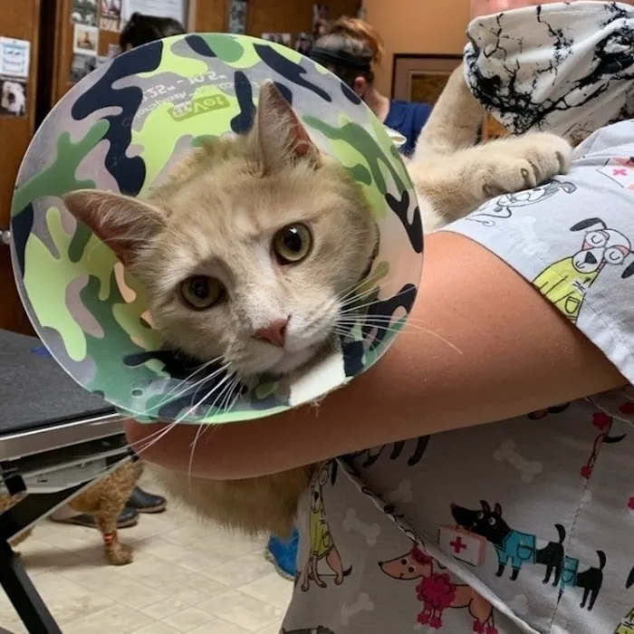 Lake Road Animal Hospital 8