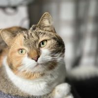 Home Veterinary Care ico