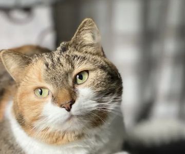 Home Veterinary Care
