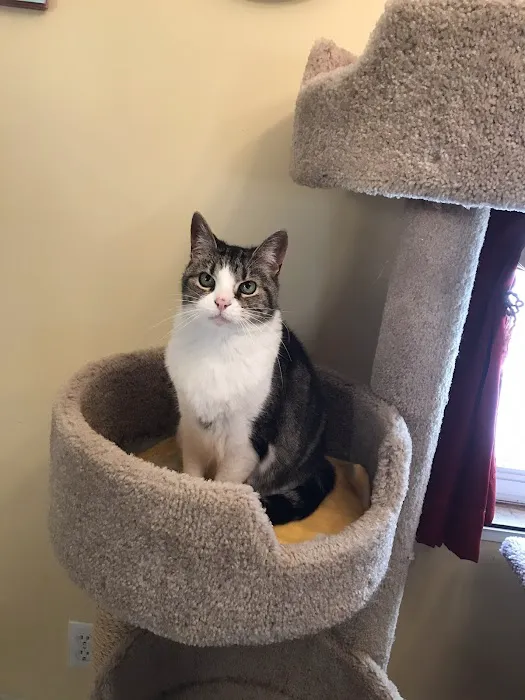 Home Veterinary Care 9