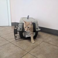 VCA Chemung Valley Animal Hospital ico