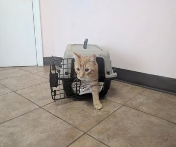 VCA Chemung Valley Animal Hospital