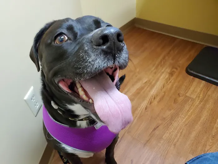 VCA Broadway Animal Hospital 8