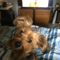 VCA Broadway Animal Hospital ico