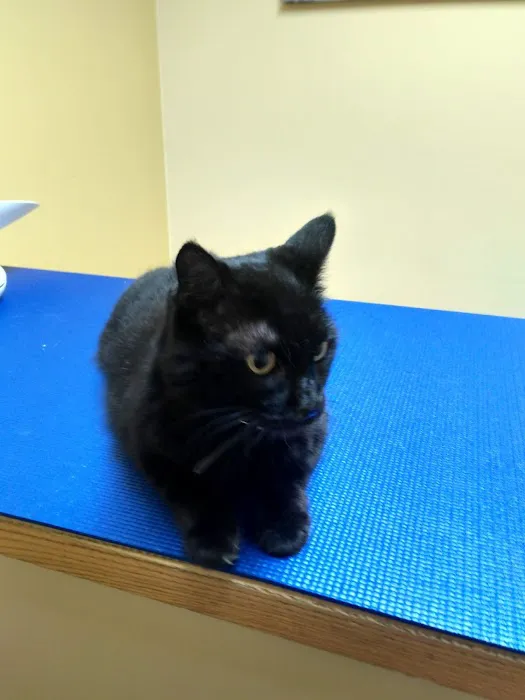 VCA Broadway Animal Hospital 9