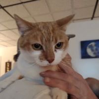 Northern Tier Veterinary Clinic ico