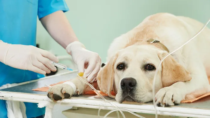 Wellsboro Small Animal Hospital P.C. 10