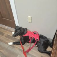 Grand Canyon Veterinary Hospital ico