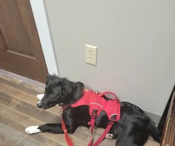 Grand Canyon Veterinary Hospital
