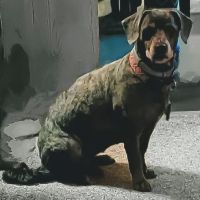 Wellsboro Veterinary Hospital & Reptile & Bird Clinic ico