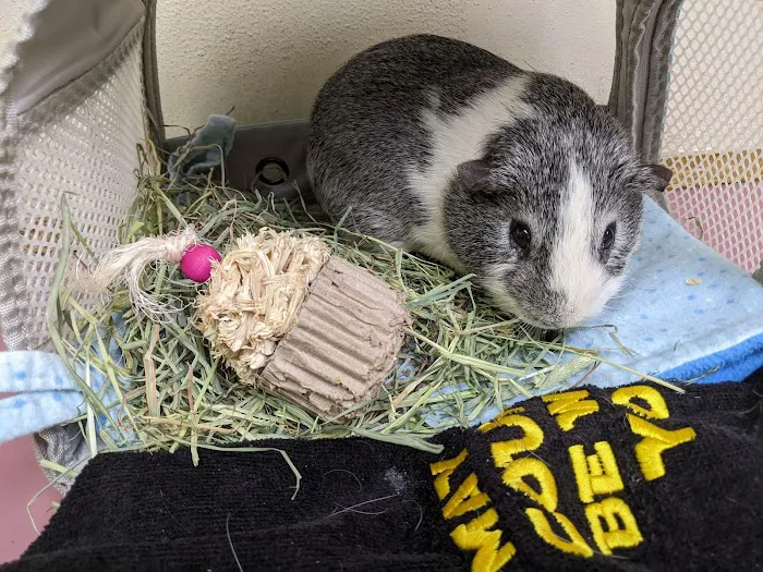 Wellsboro Veterinary Hospital & Reptile & Bird Clinic 8