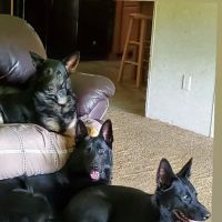 Mansfield Veterinary Clinic ico