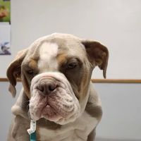 Veterinary Medical Center ico