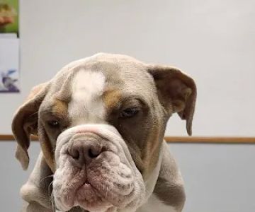 Veterinary Medical Center
