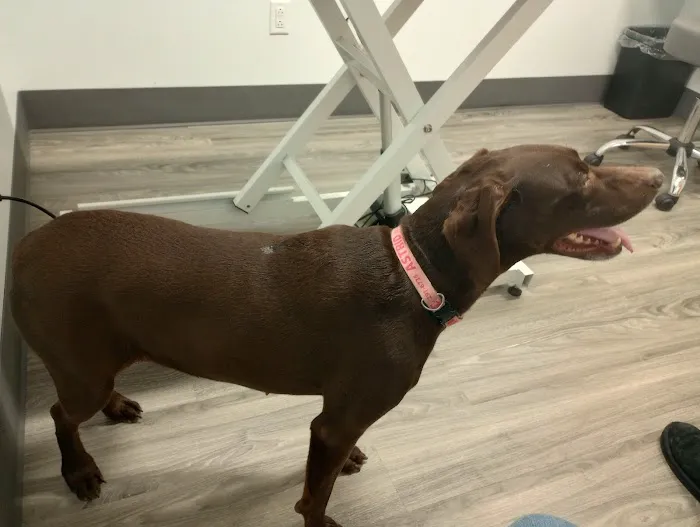 EVS Pet Urgent Care of Niagara 6