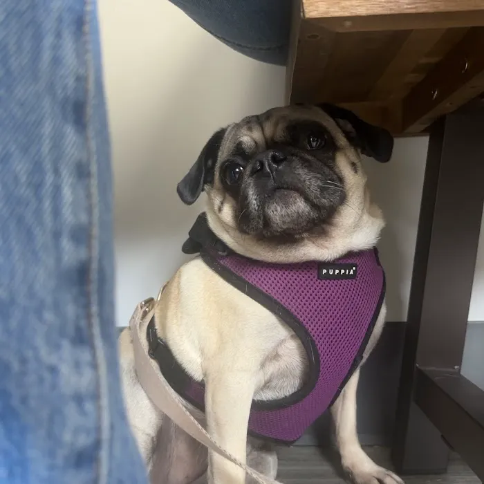 EVS Pet Urgent Care of Niagara 9