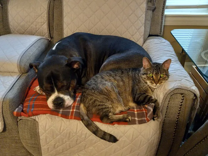 EVS Pet Urgent Care of Niagara 1