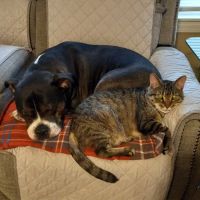 EVS Pet Urgent Care of Niagara ico