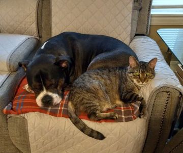 EVS Pet Urgent Care of Niagara