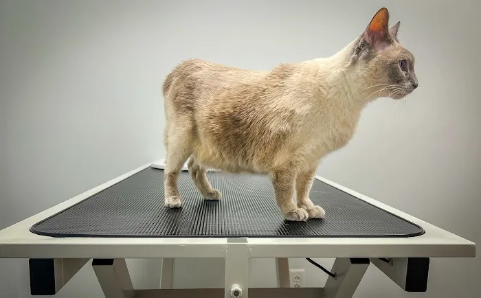 EVS Pet Urgent Care of Niagara 2