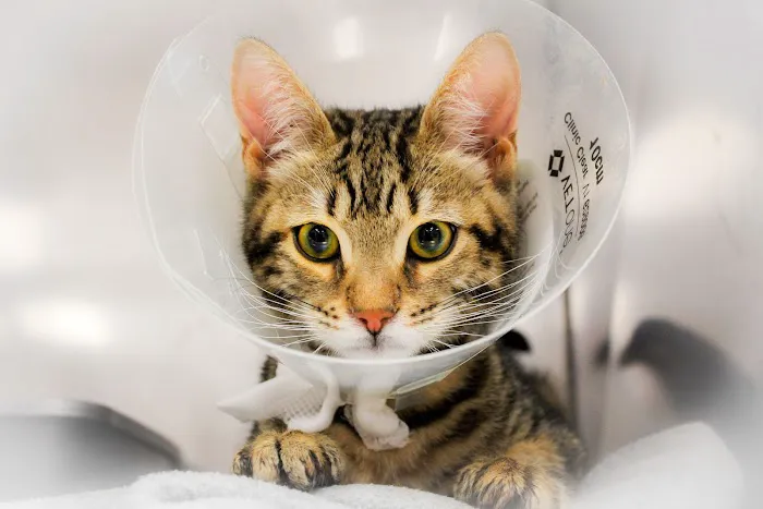 Wheatfield Animal Hospital 7