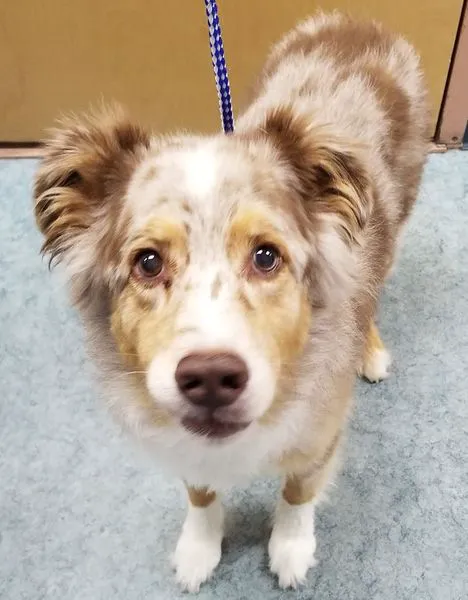 Wheatfield Animal Hospital 4