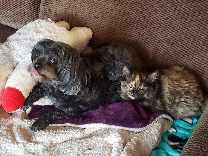 Companion Care Animal Hospital 3