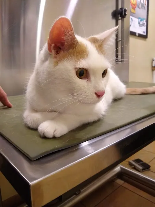 Companion Care Animal Hospital 1