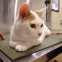 Companion Care Animal Hospital ico