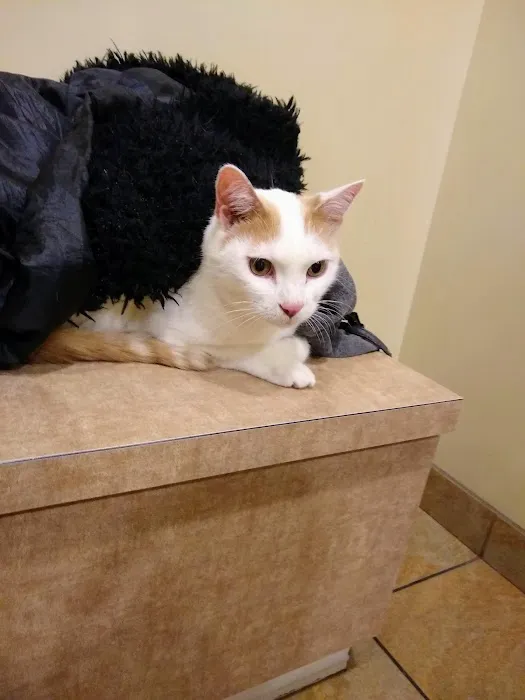 Companion Care Animal Hospital 10