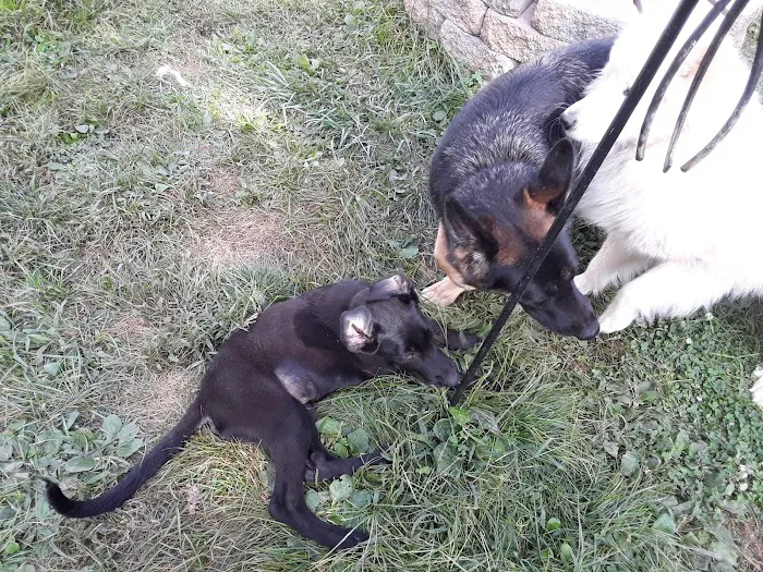 Countryside Veterinary Clinic 9