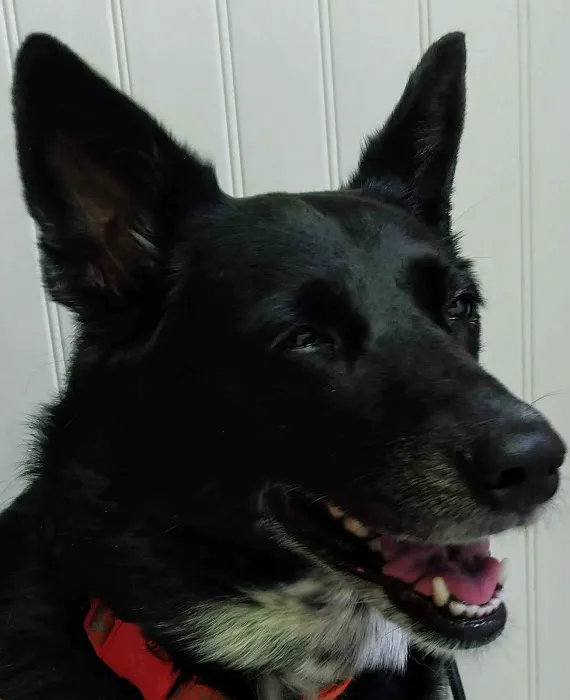 Donner Creek Veterinary Clinic 8