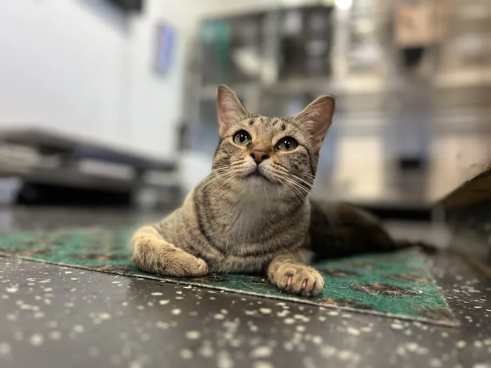 Fort Smith Veterinary Wellness and Urgent Care 1