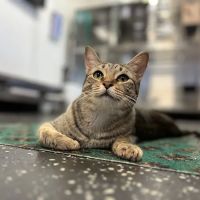 Fort Smith Veterinary Wellness and Urgent Care ico