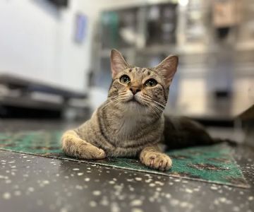 Fort Smith Veterinary Wellness and Urgent Care