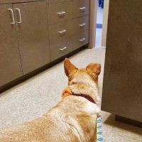 Hubbs Animal Clinic ico