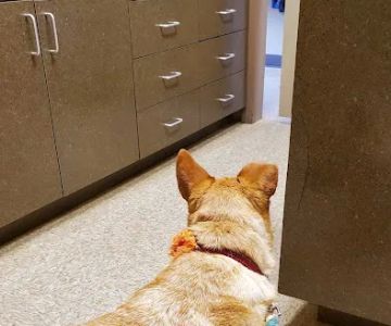 Hubbs Animal Clinic