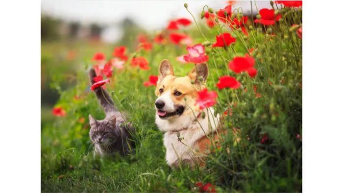 All Animal Health Center 7