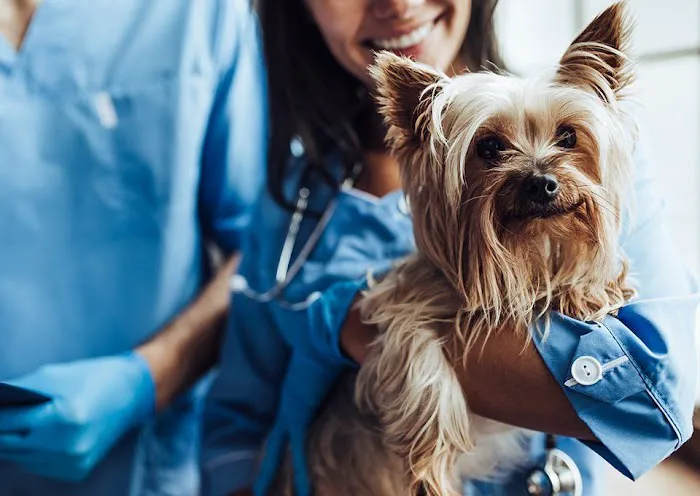 All Animal Health Center 8