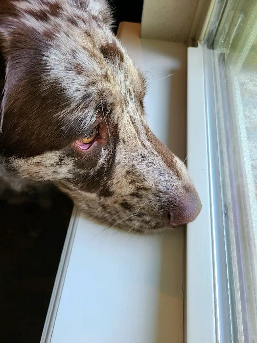 Eastside Animal Health Center 5