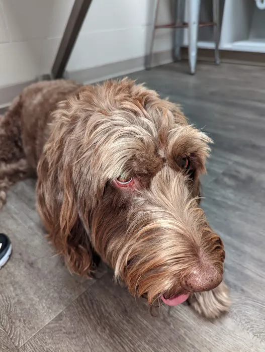 Eastside Animal Health Center 8