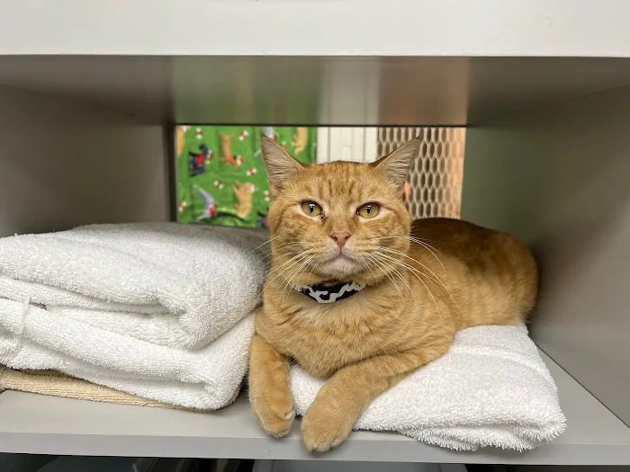Eastside Animal Health Center 10