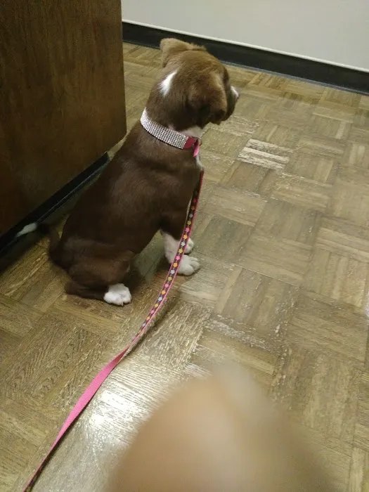 Massard Creek Animal Hospital 5