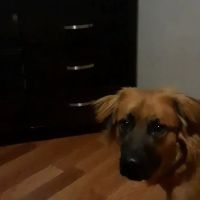 Massard Creek Animal Hospital ico