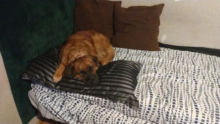 Massard Creek Animal Hospital 2