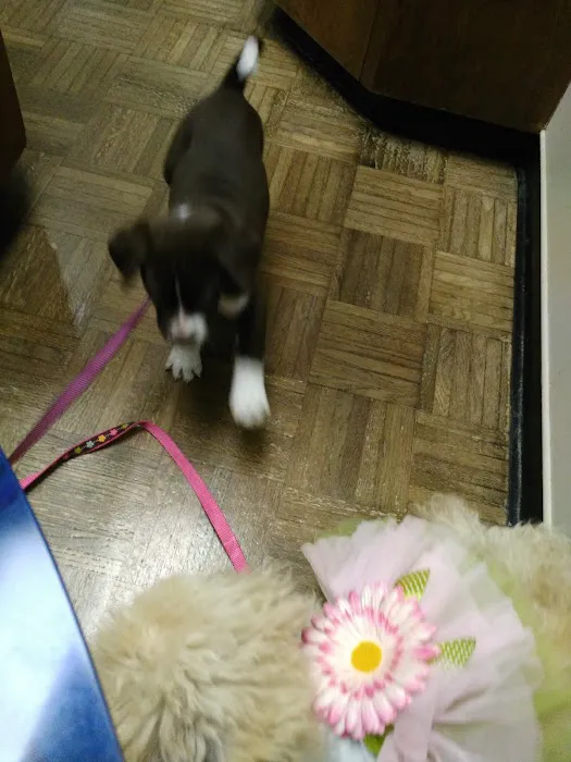 Massard Creek Animal Hospital 4